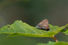 David Plant Photography - Wildlife Photography - White letter hairstreak - M